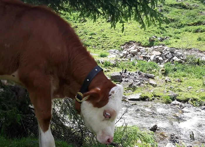 Tipotsch シュヴェンダウ